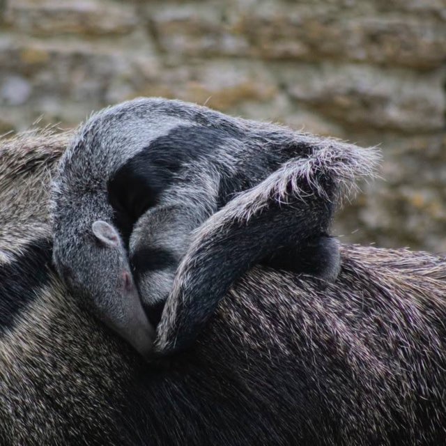Anteater’s Amazon