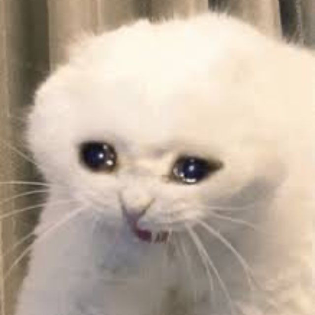sad cat